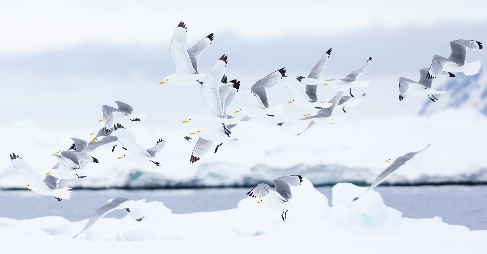 Esprits de l’Arctique –  Cécile Belhamri