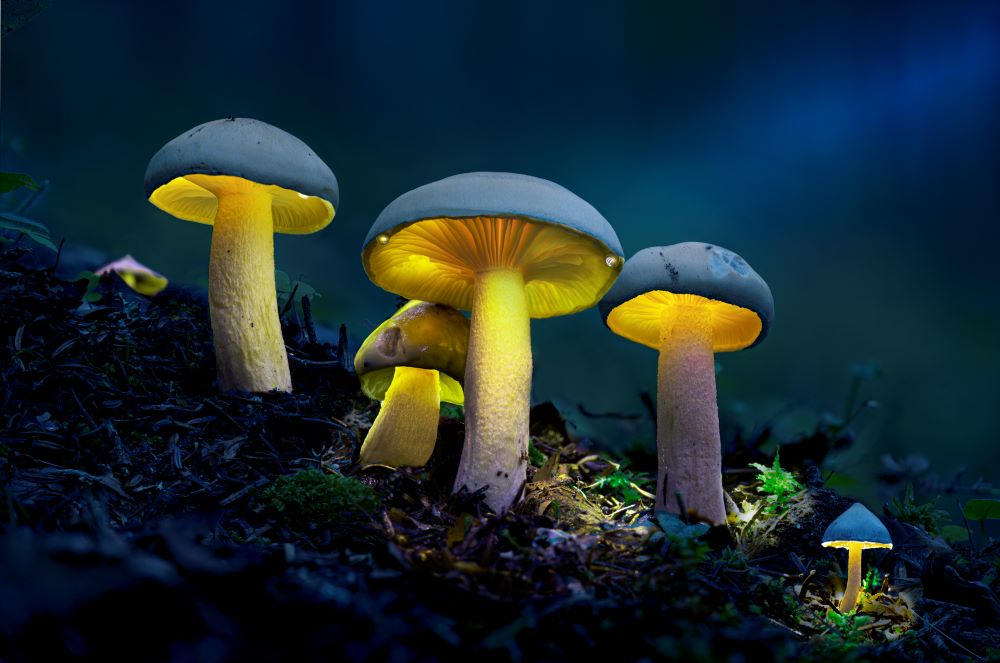 De spores et de lumières – Henri Montesinos
