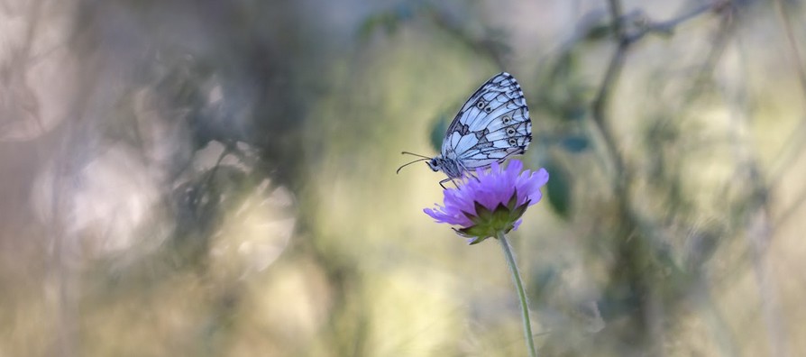 Ailes fragiles – Joëlle FELIO et Patrick CARLIER