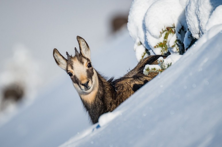 Invité - Bruno LAVIT