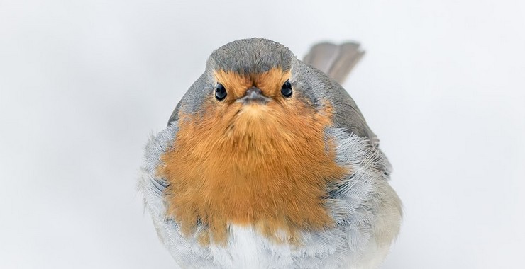 Blanc-Bec – Laurent MEREAUX