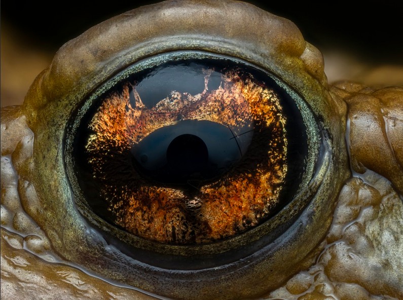 Géant monde du minuscule - Lucian Métivier