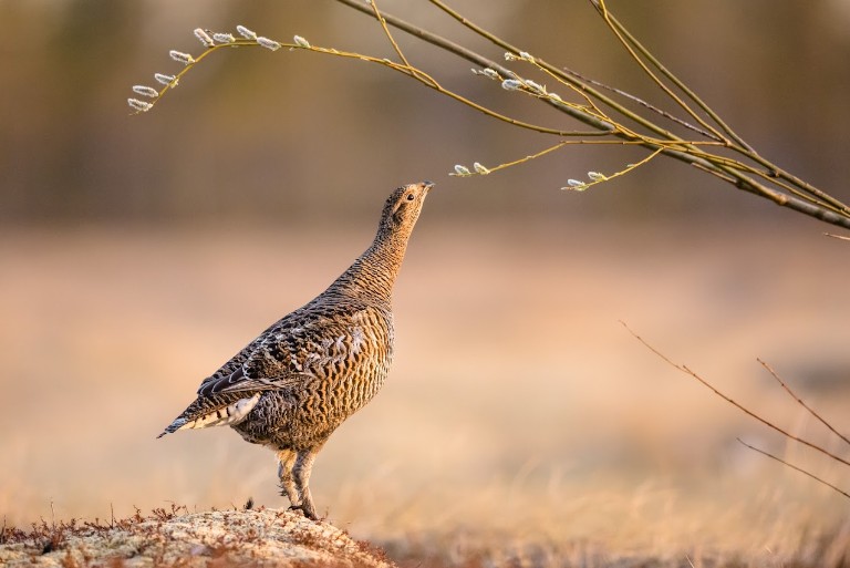 Lapland - Cécile TERRASSE
