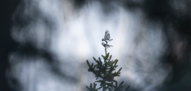 Invité – Luca Melcarne