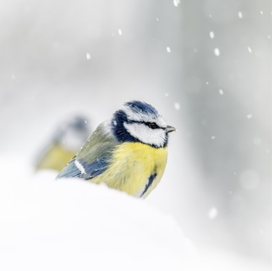 Blanc-Bec - Laurent MEREAUX