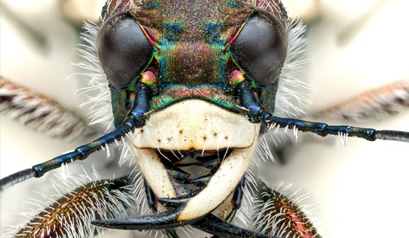 Géant monde du minuscule – Lucian Métivier