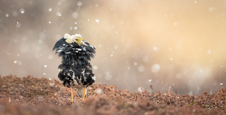 Lapland – Cécile TERRASSE